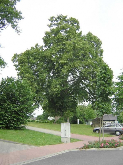 Bild 1 von Linde Schöne Aussicht
